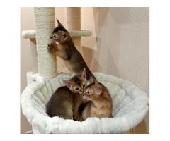 Абиссинские (гипоаллергенные) клубные котята от выставочной кошки